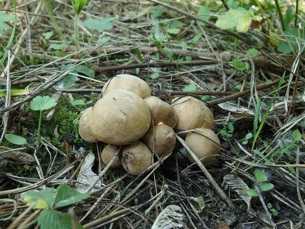 Calocybe gambosa