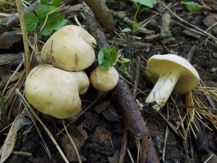 Calocybe gambosa