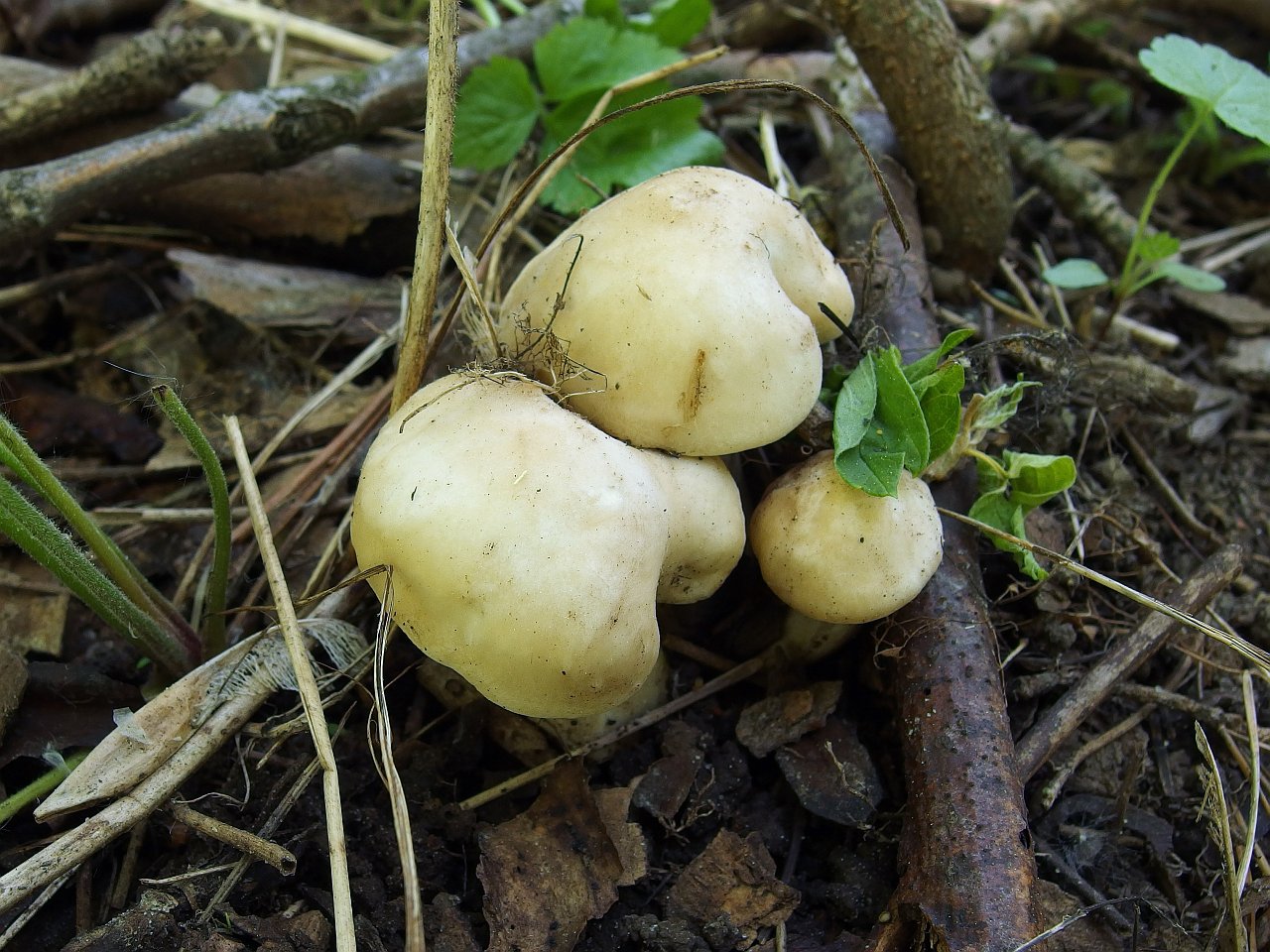 Calocybe gambosa