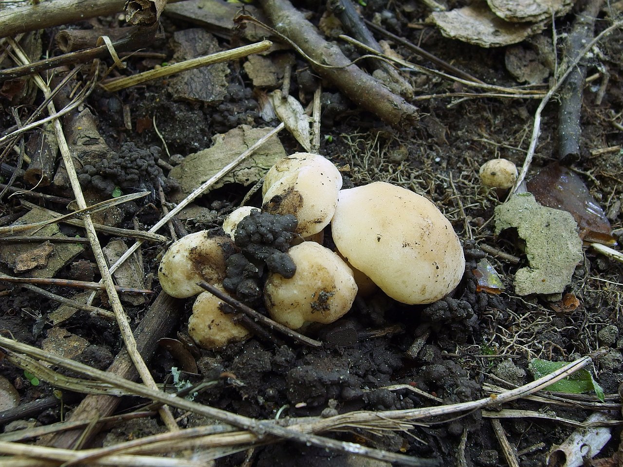 Calocybe gambosa