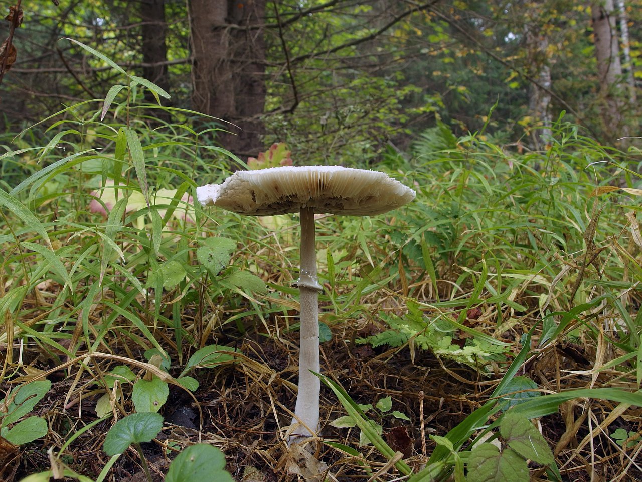 Chlorophyllum rachodes