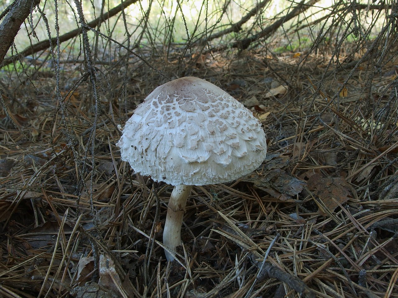 Chlorophyllum rachodes