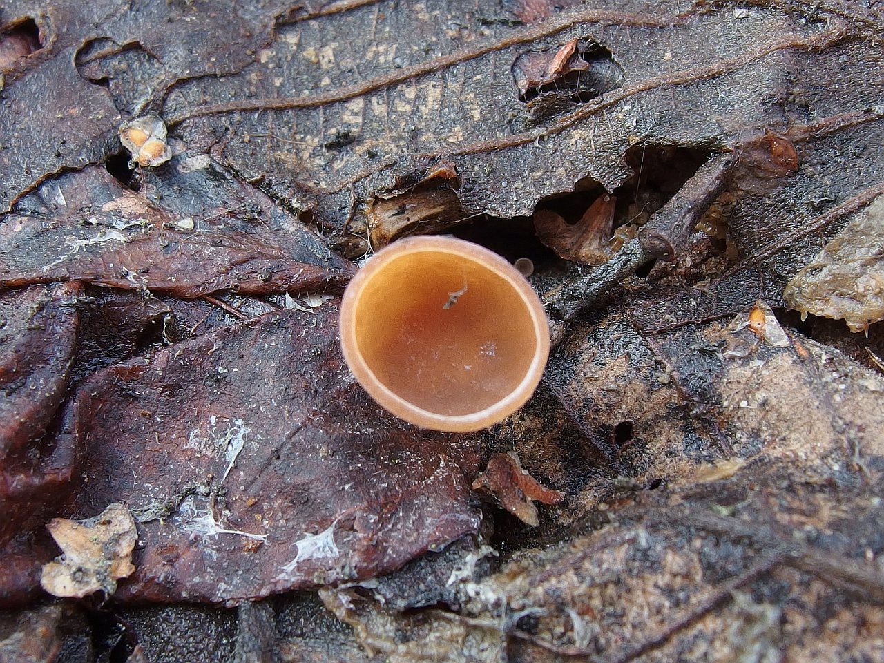 Ciboria amentacea