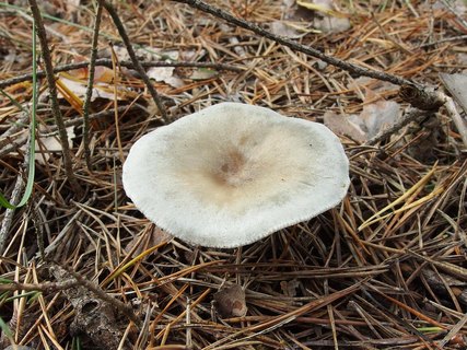 Clitocybe odora