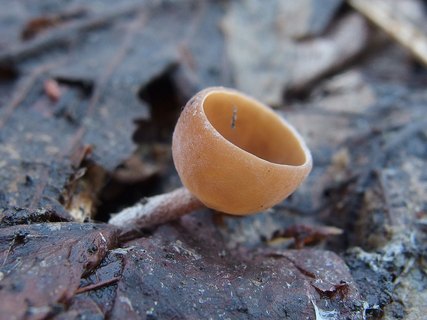 Ciboria amentacea