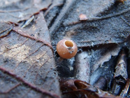 Ciboria amentacea