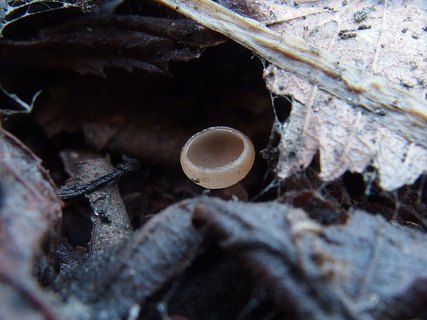 Ciboria amentacea