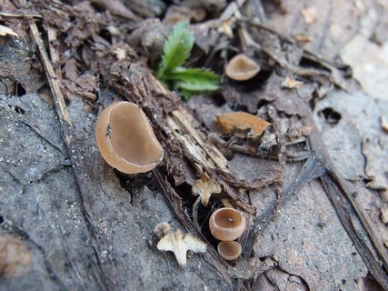 Ciboria amentacea
