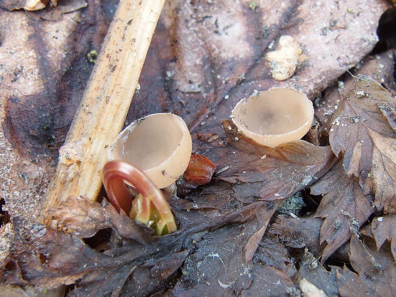 Ciboria amentacea