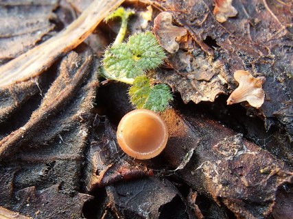 Ciboria amentacea
