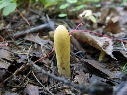 Clavariadelphus pistillaris