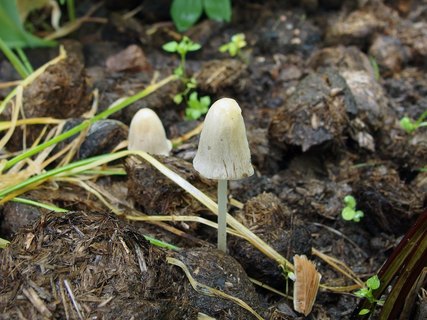 Conocybe apala