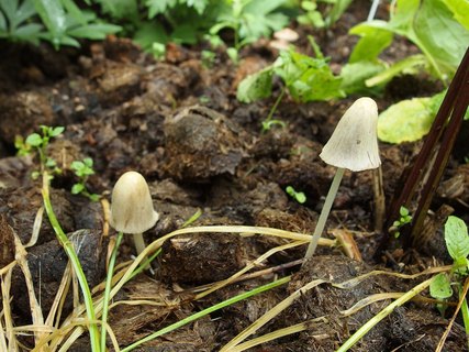 Conocybe apala