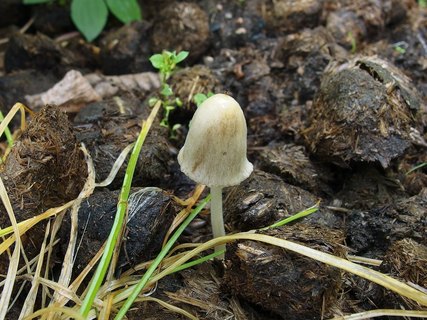 Conocybe apala