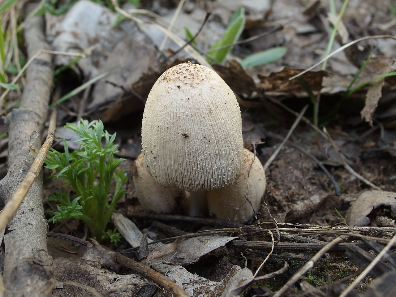 Coprinopsis romagnesiana