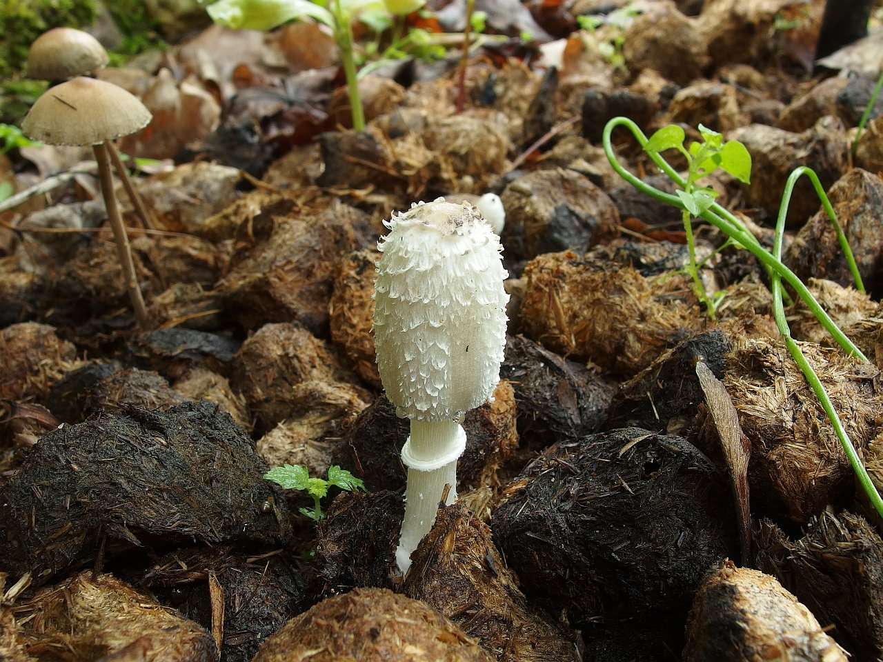 Coprinus sterquilinus
