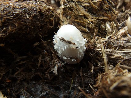 Coprinus sterquilinus