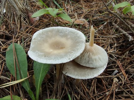 Clitocybe odora