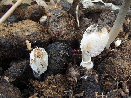 Coprinus sterquilinus