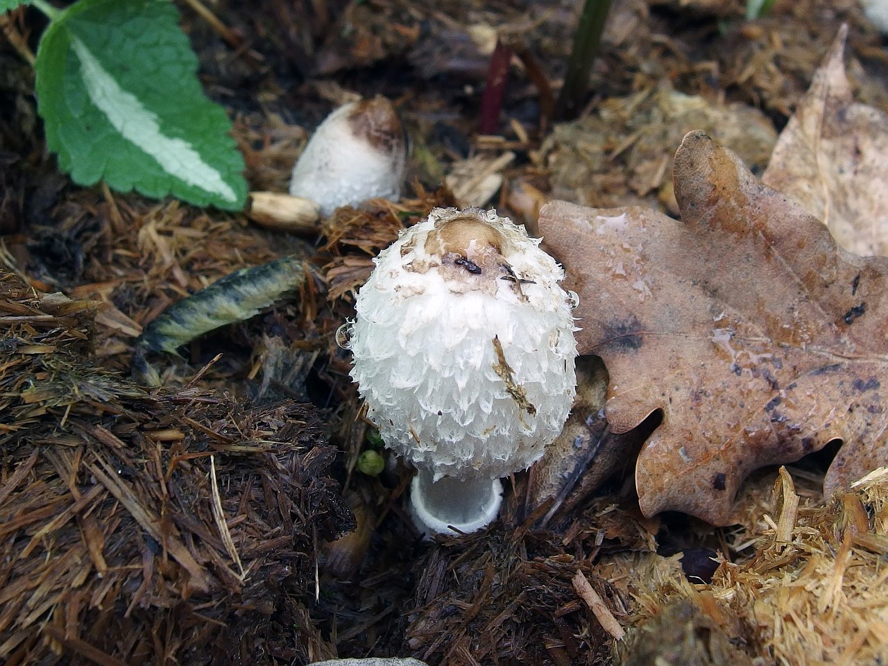Coprinus sterquilinus