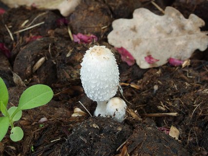 Coprinus sterquilinus