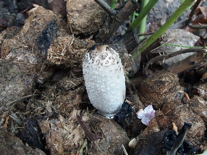 Coprinus sterquilinus