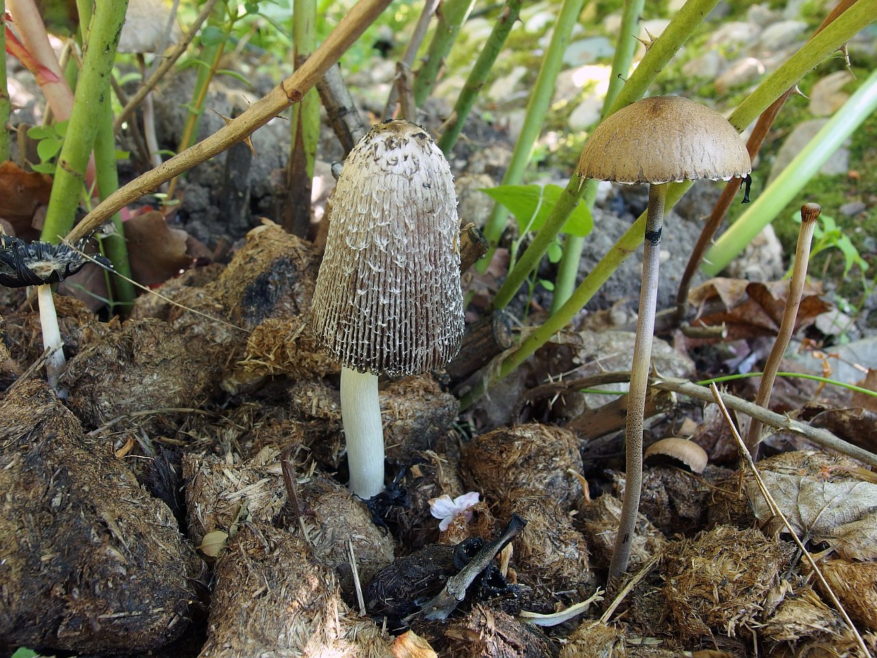Coprinus sterquilinus