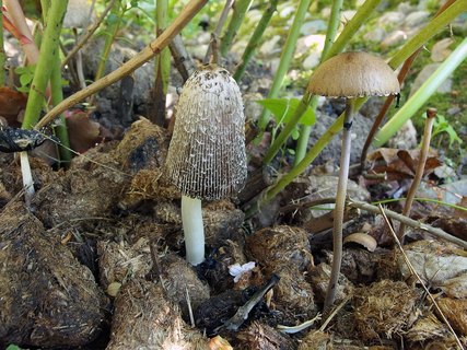 Coprinus sterquilinus