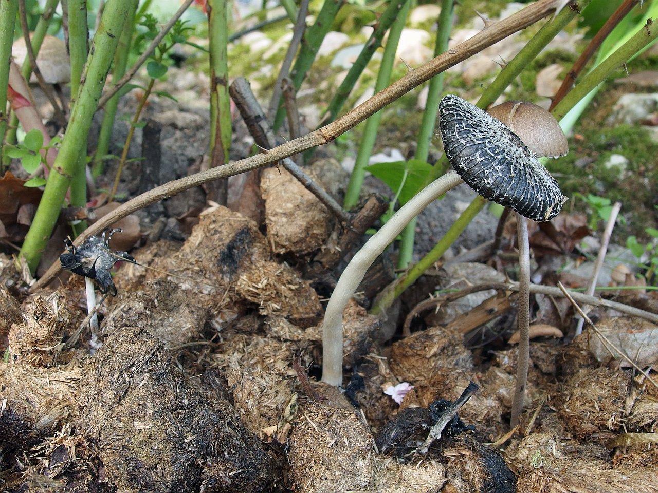Coprinus sterquilinus