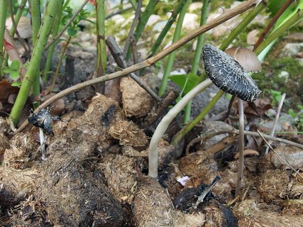 Coprinus sterquilinus