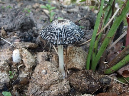 Coprinus sterquilinus