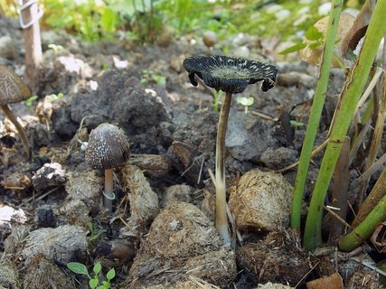Coprinus sterquilinus