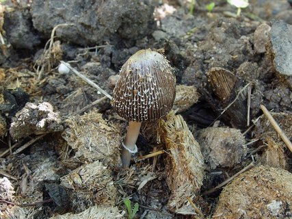 Coprinus sterquilinus