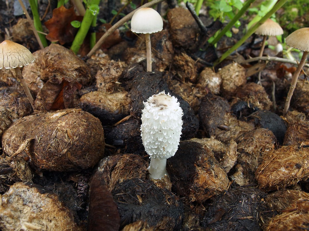 Coprinus sterquilinus