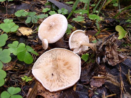 Clitocybe phyllophila