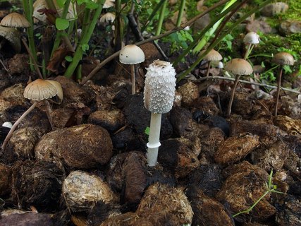 Coprinus sterquilinus
