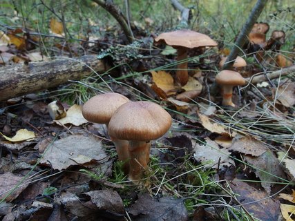 Cortinarius armillatus