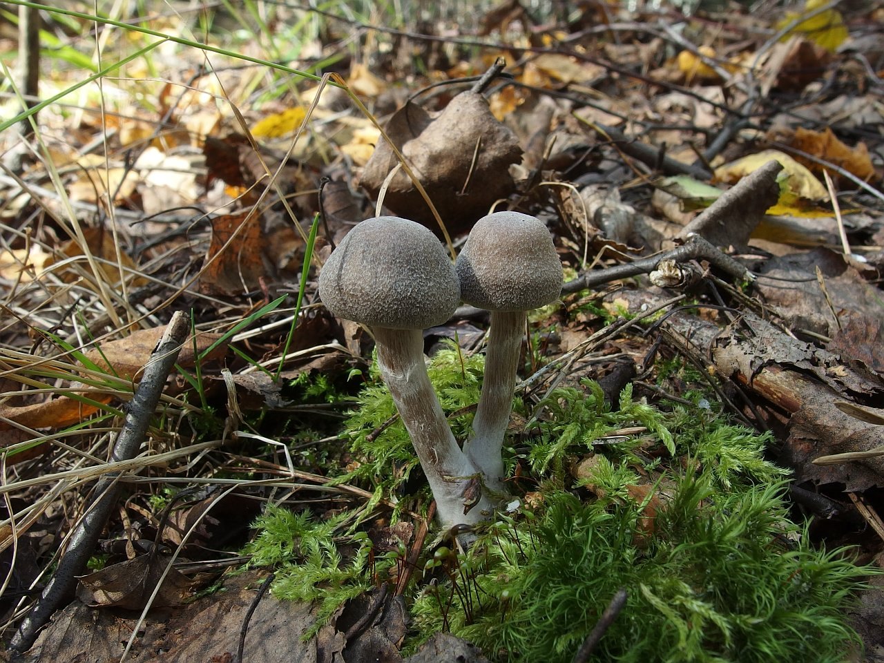 Cortinarius hemitrichus