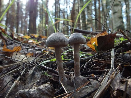 Cortinarius hemitrichus