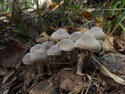 Cortinarius hemitrichus