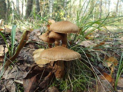 Cortinarius pholideus
