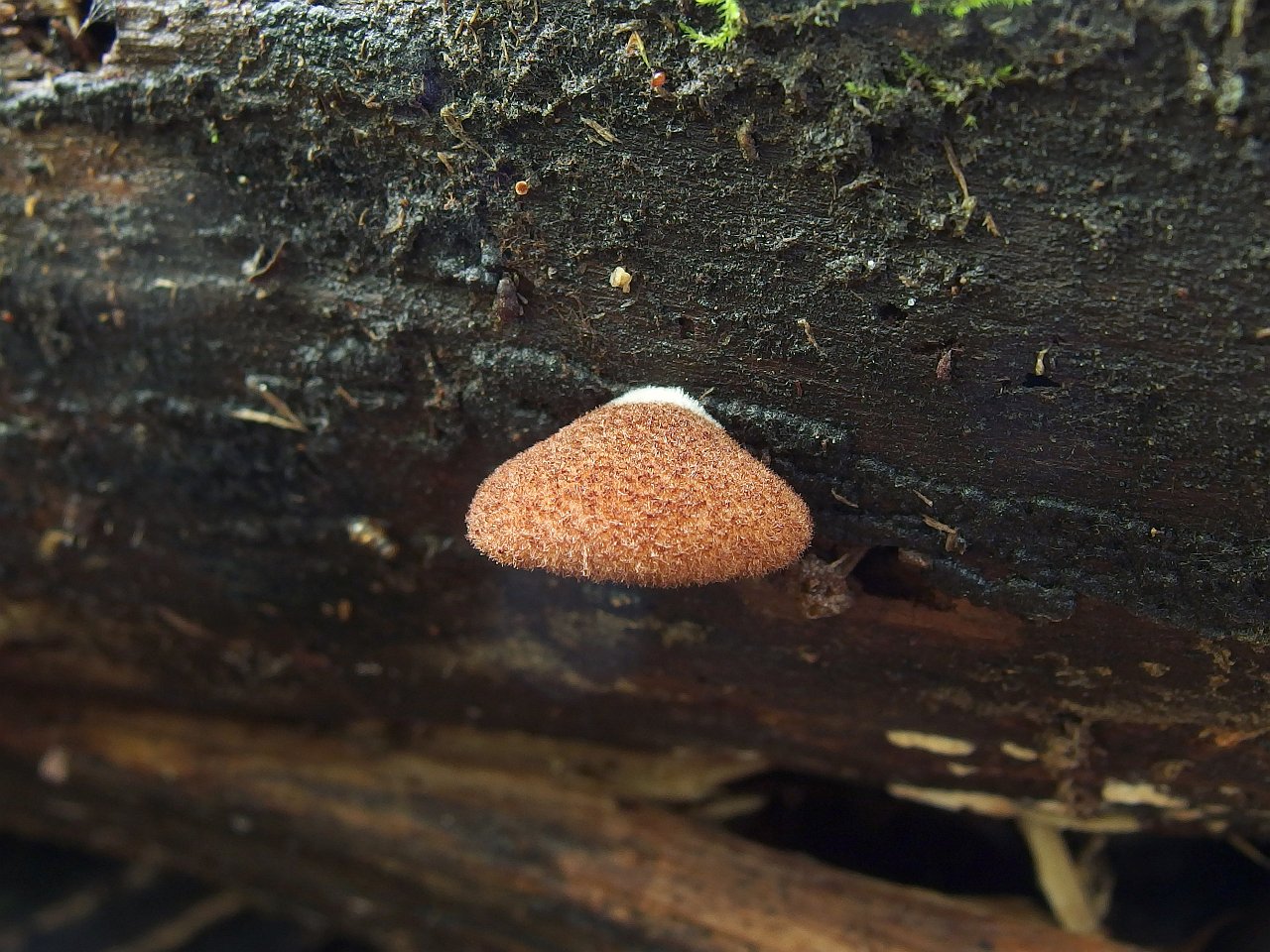 Crepidotus calolepis