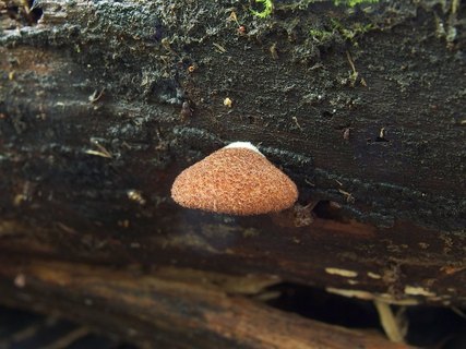 Crepidotus calolepis
