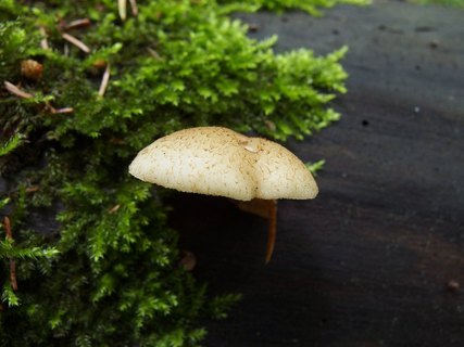 Crepidotus mollis