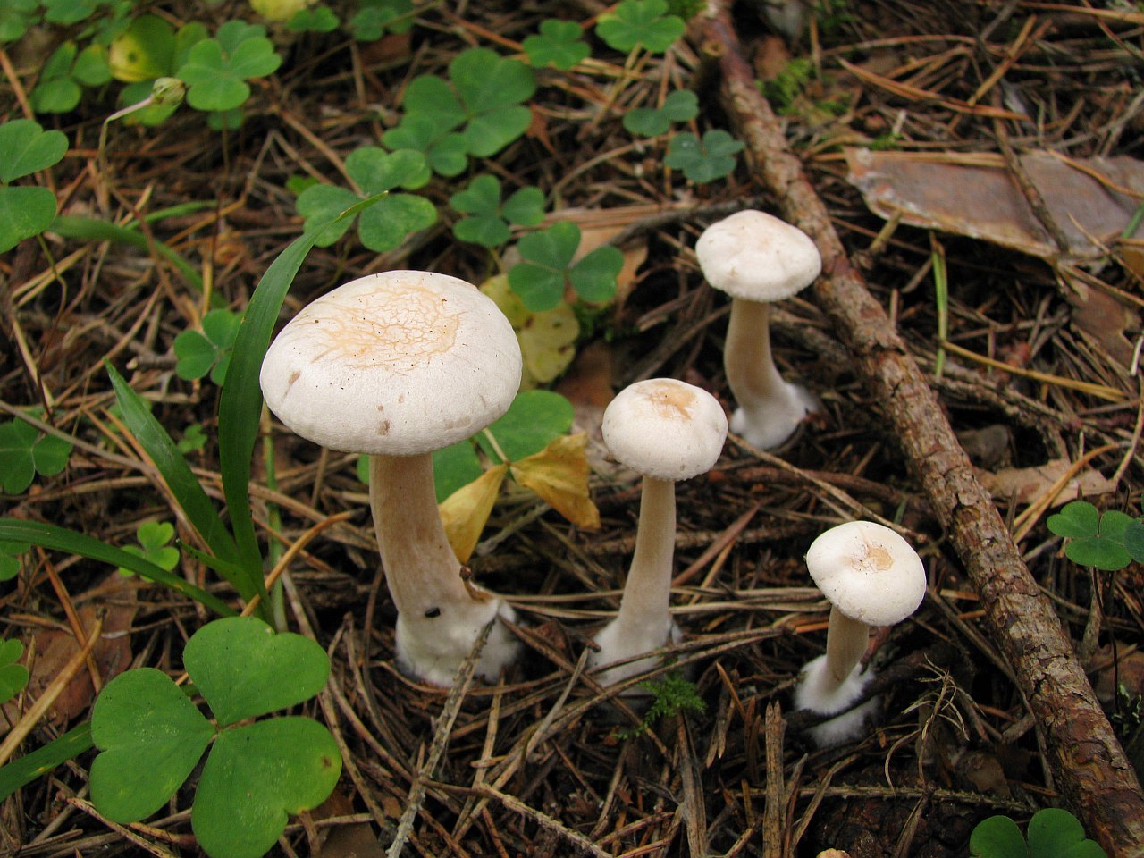 Clitocybe phyllophila