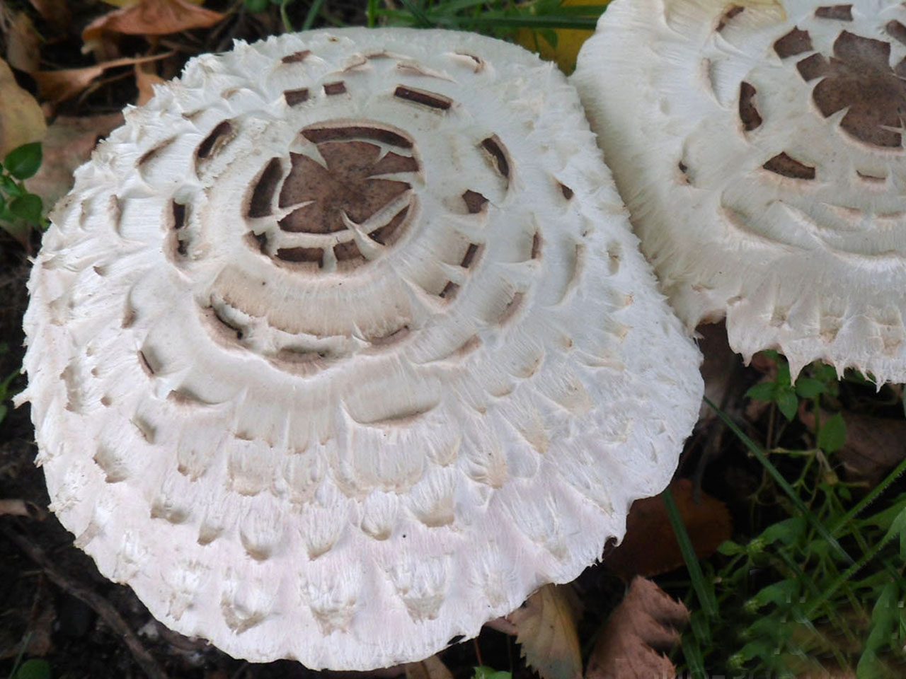 Chlorophyllum brunneum
