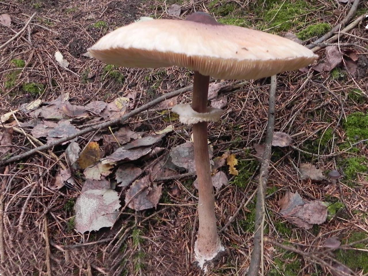 Chlorophyllum rachodes