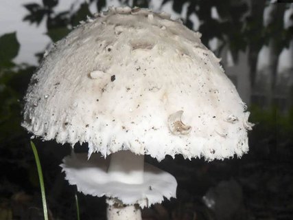 Macrolepiota excoriata