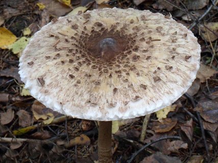 Macrolepiota procera