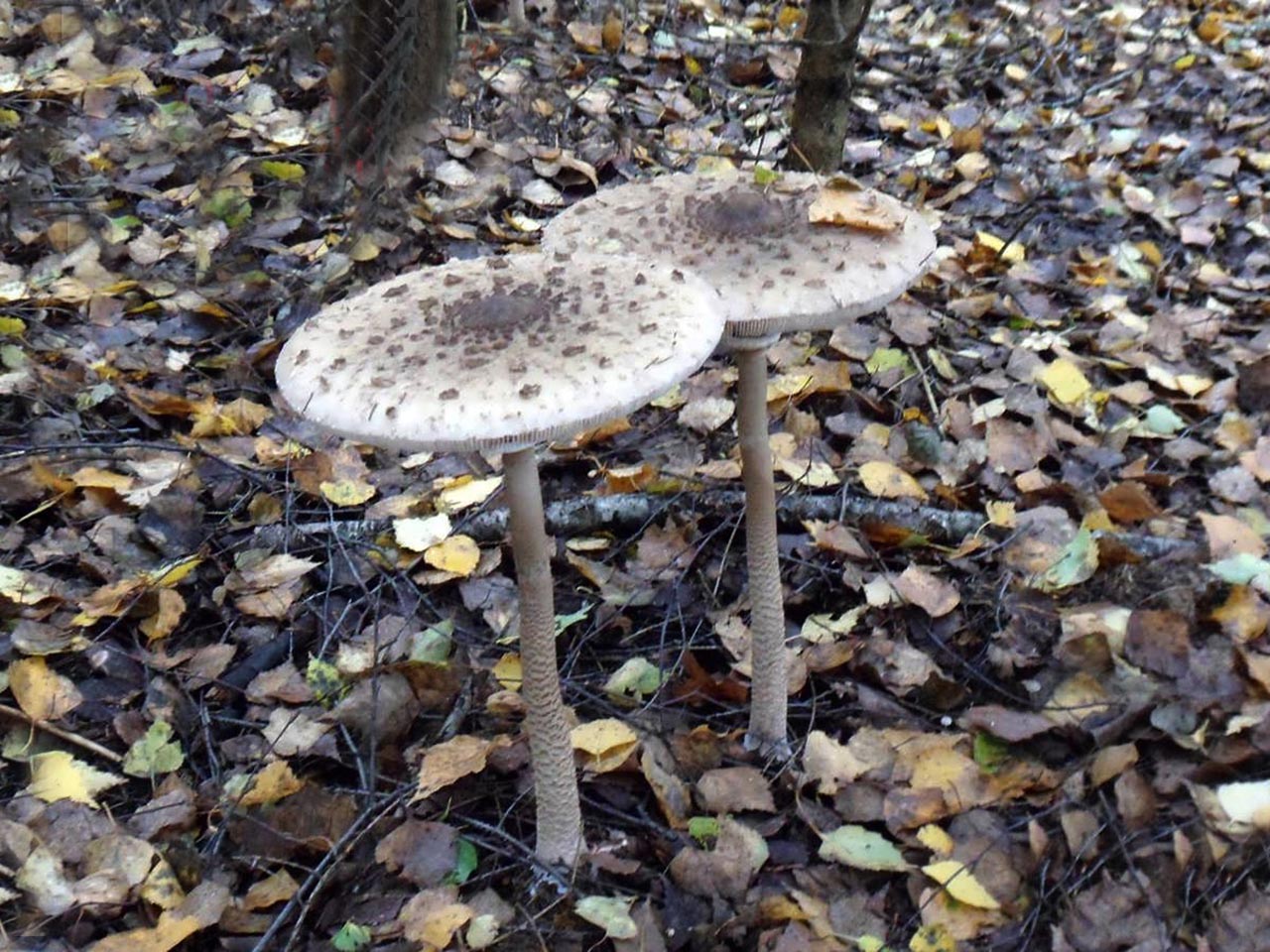 Macrolepiota procera